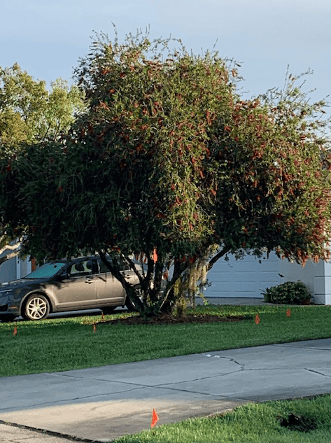 bottle brush tree