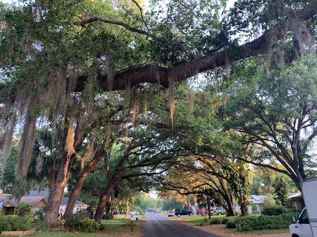 Florida oaks with moss branching over a road