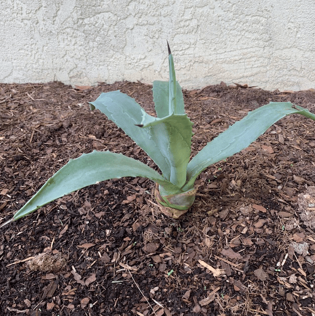 Agave plant