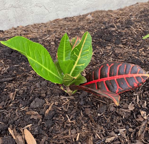 New croton plant