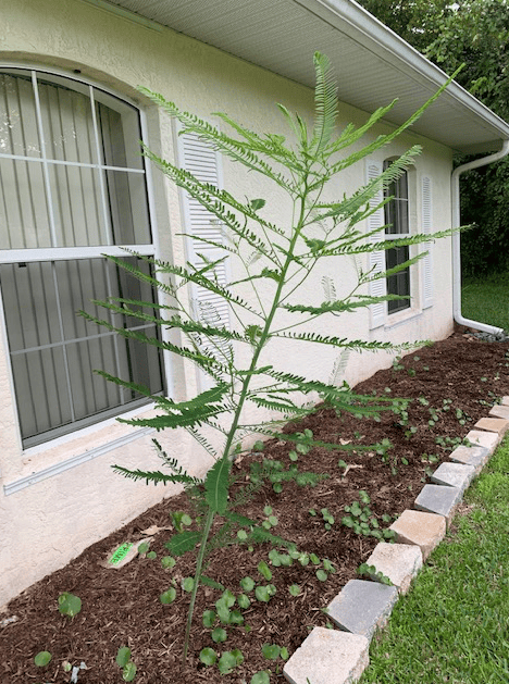 Tall weed in my Florida garden
