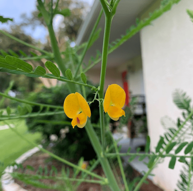 Yellow flowers on tall weed