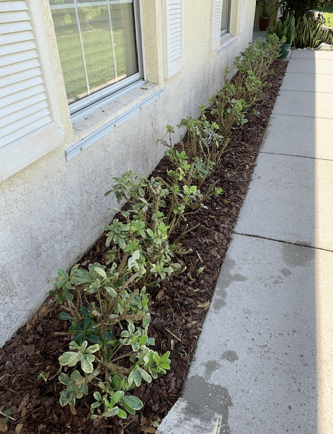 Trimmed hedge