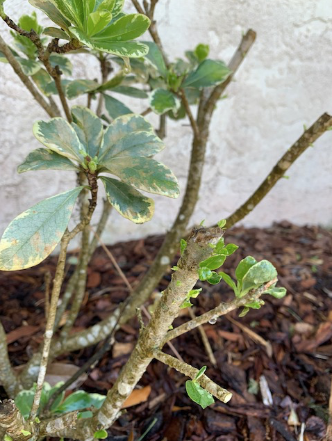 new growth on the shrubs