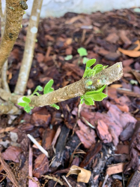 new growth on green shrubs
