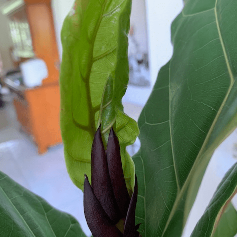 New leaf on flddleleaf fig