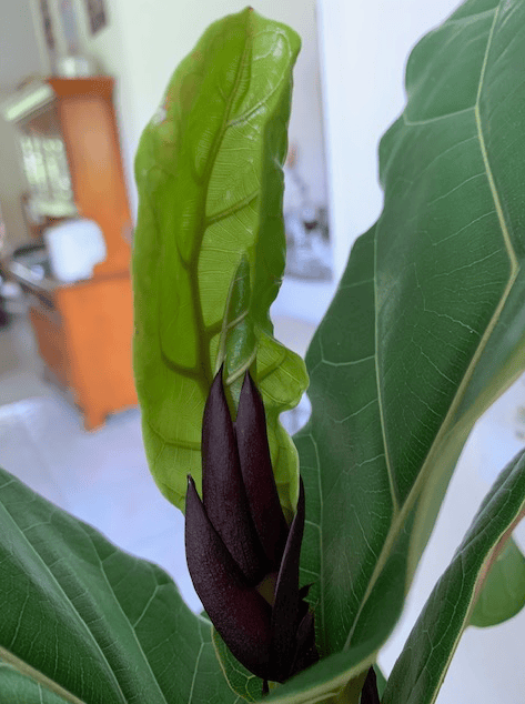 New leaf on flddleleaf fig