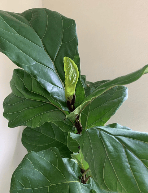 New leaf on Fiddleleaf fig tree