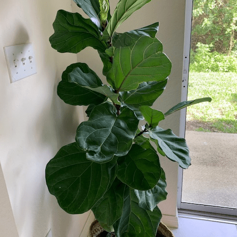 Fiddleleaf fig tree houseplant in basket