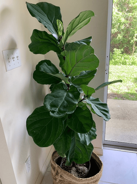 Fiddleleaf fig tree houseplant in basket