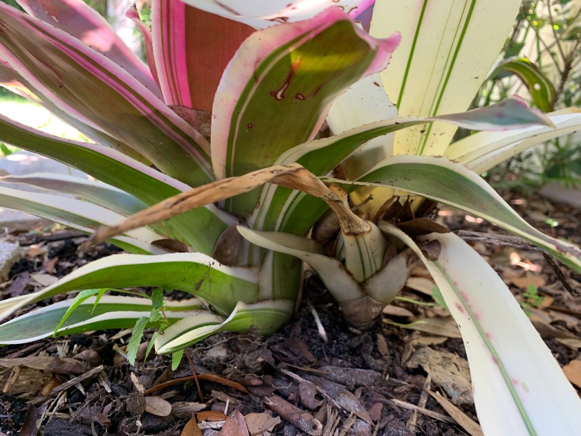 Bromeliads in Florida