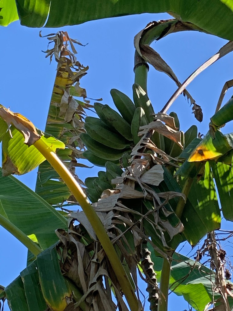 Bananas on the tree