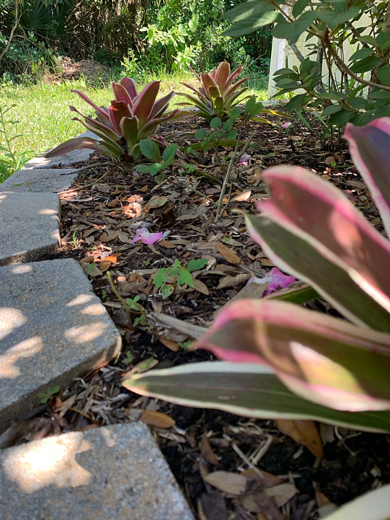 Bromeliads in Florida garden