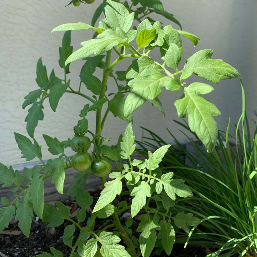 Cherry tomato plant