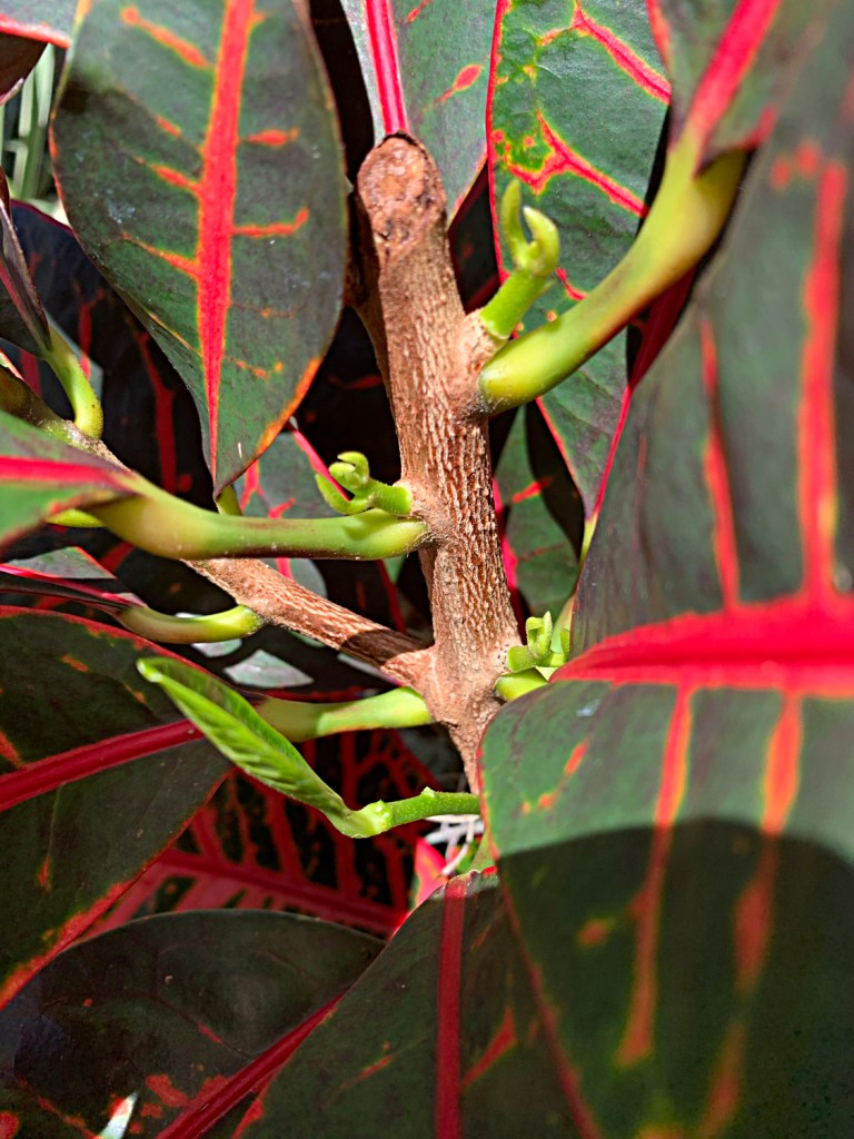 New growth on croton after trimming