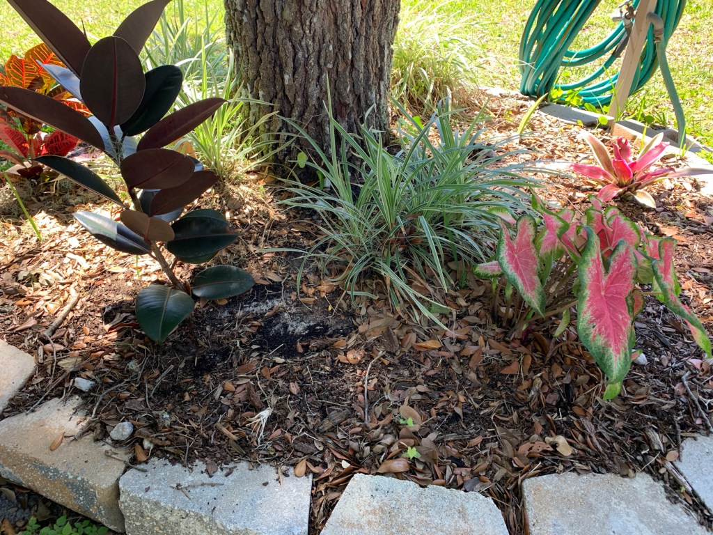 Garden around a tree with pink caladium, rubber plant, croton and grass.