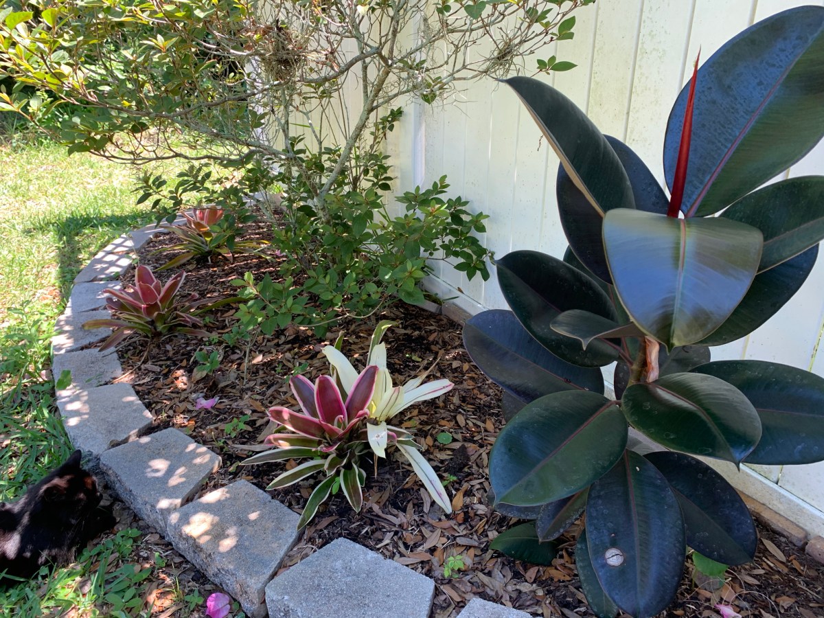 May 2020 In My Florida&nbsp;Yard