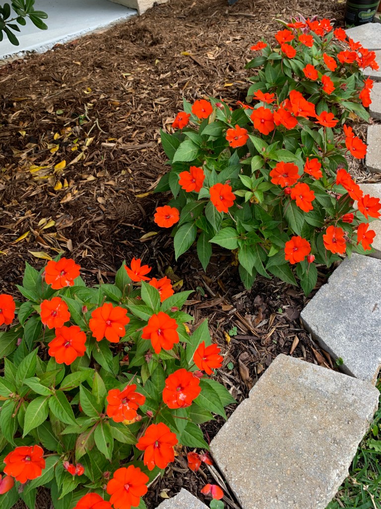 New Guinea impatiens