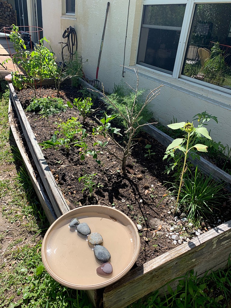 raised garden bed