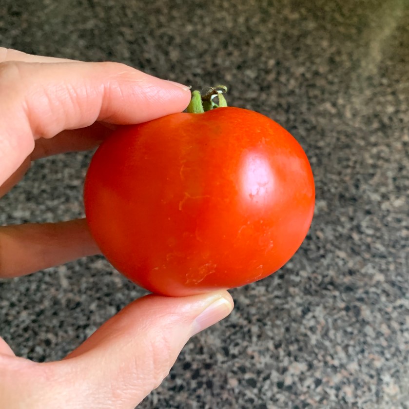 home grown tomato