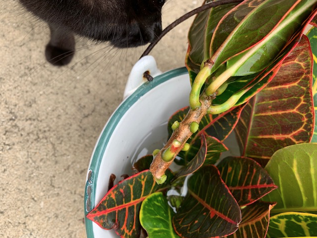 propagating crotons