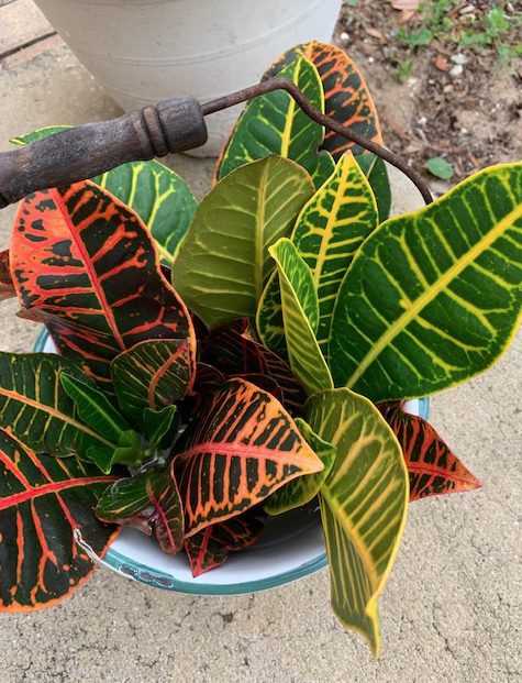 Croton cuttings