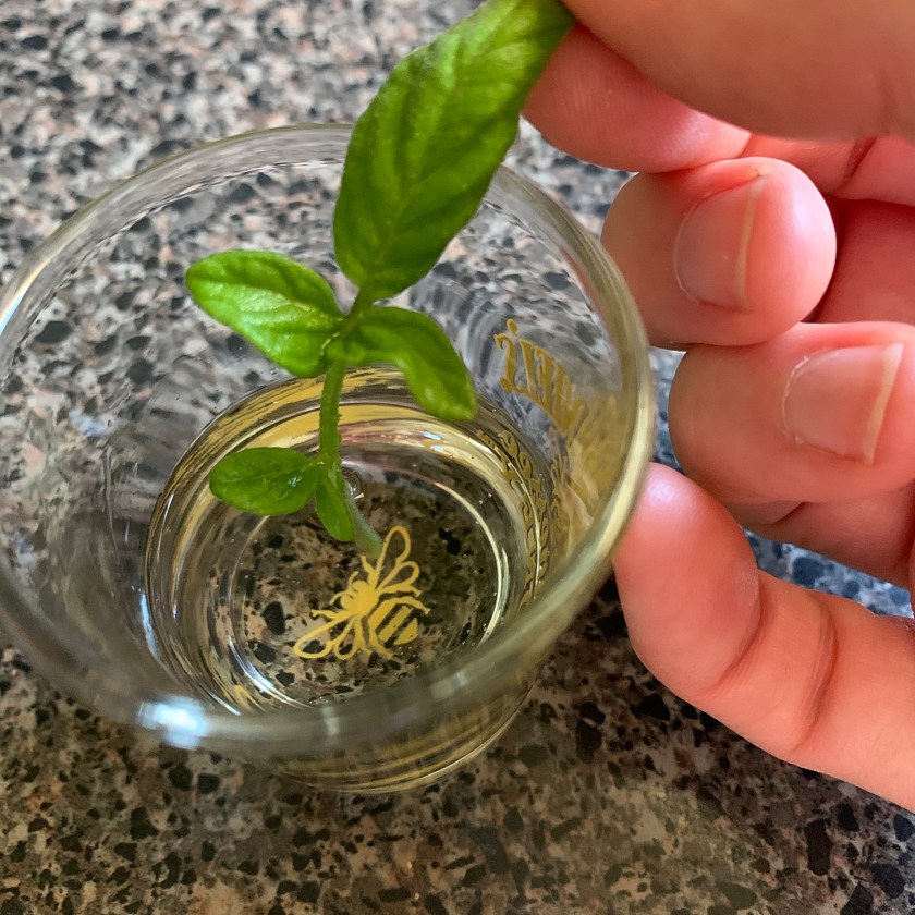 Start a new tomato plant from a sucker