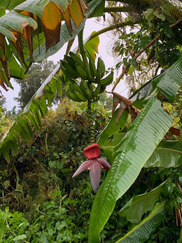banana tree with bunch of bananas