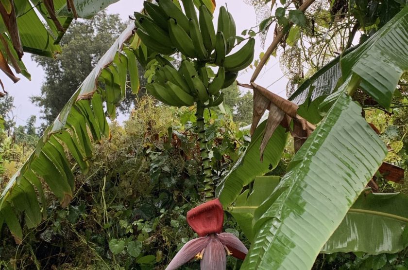 Bunch of bananas hanging from a tree in the yard