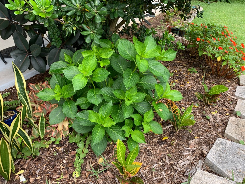 Florida outdoor hydrangea shrub