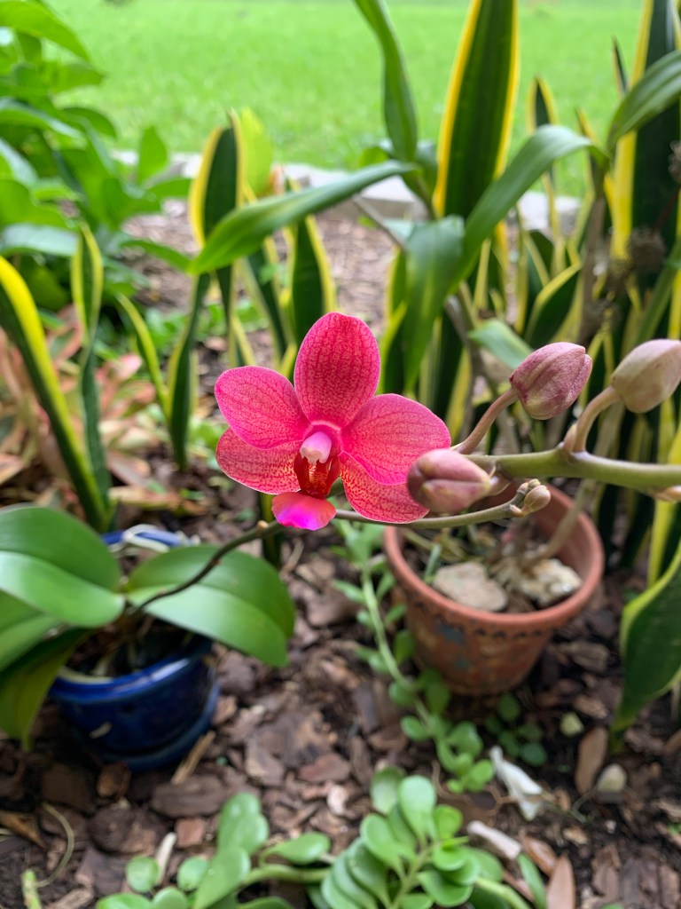 blooming orchid with pink flower