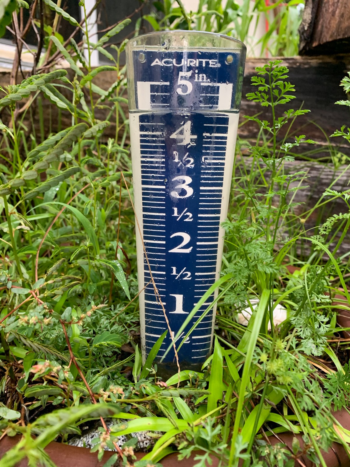 A Blooming Orchid and Hydrangea&nbsp;Update