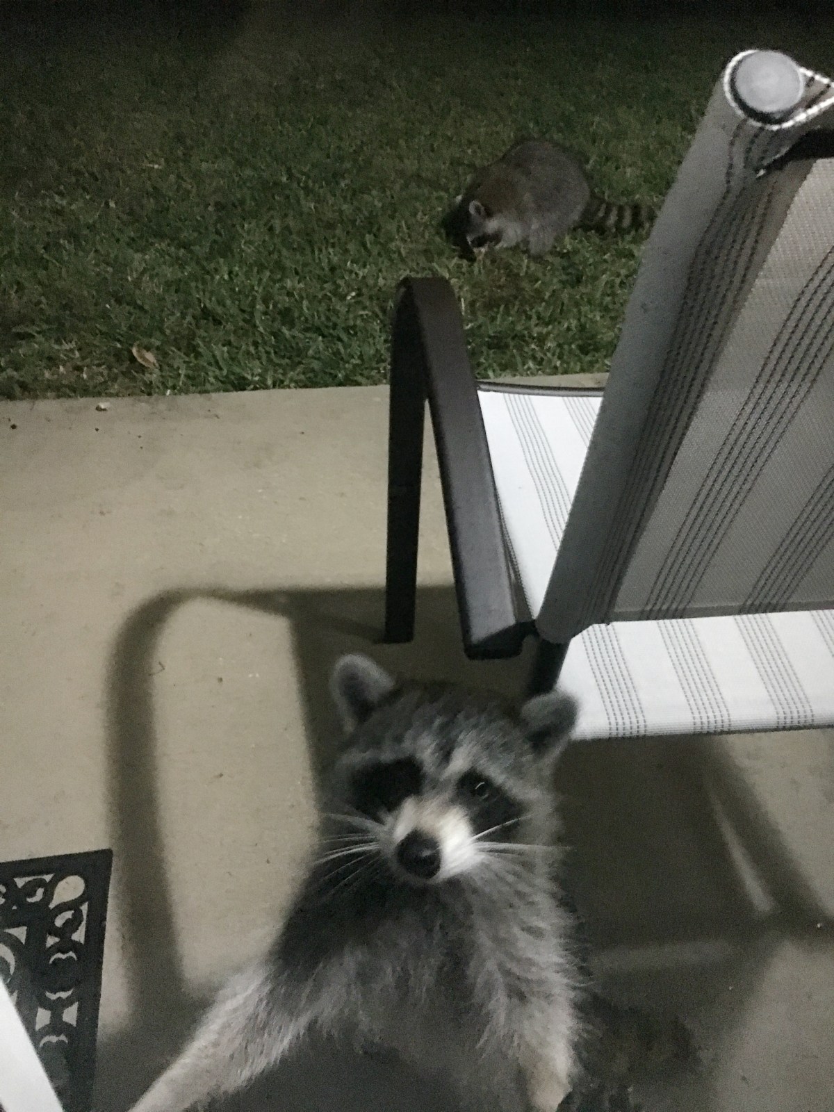 Okay, I Hate These&nbsp;Raccoons