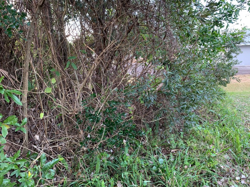 Overgrown mess to clean up