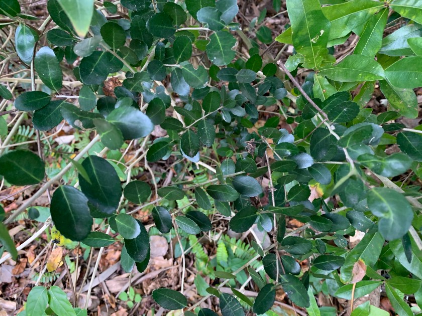 Florida tree with dark green leaves