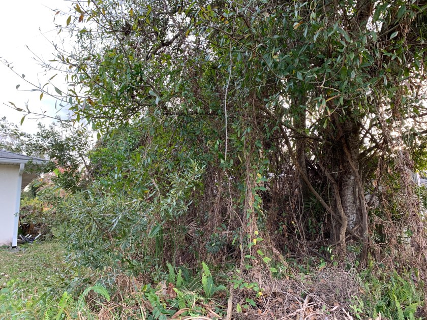 Overgrown mess in the yard