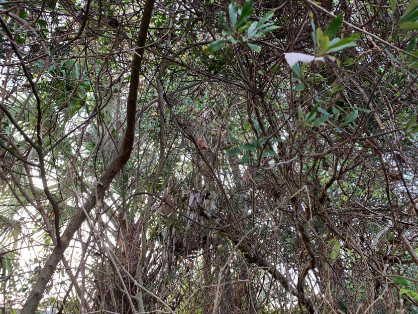 Florida vines in the trees