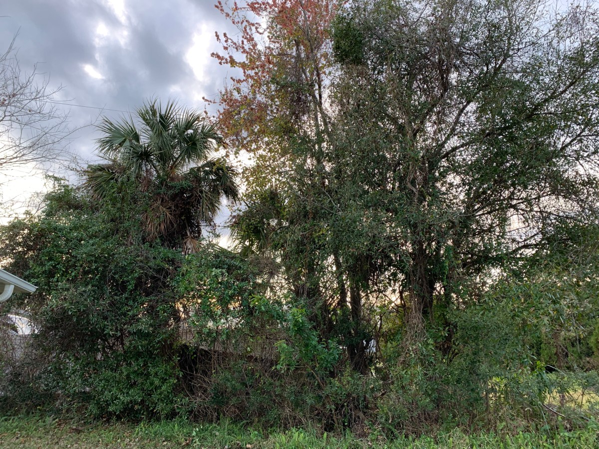 Planning a Small Backyard Garden in My Florida&nbsp;Yard