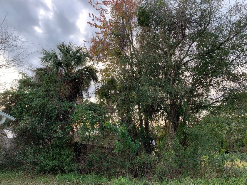 New garde spot in my yard