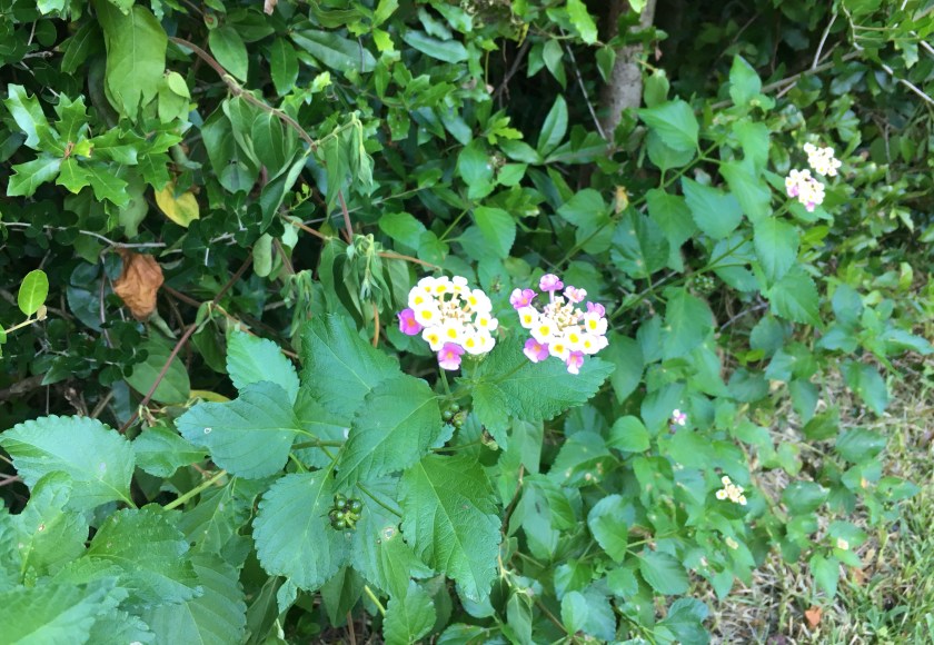 Lantana