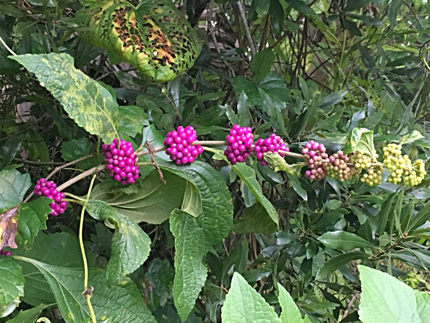 Long beauty berry stem with purple berry clusters