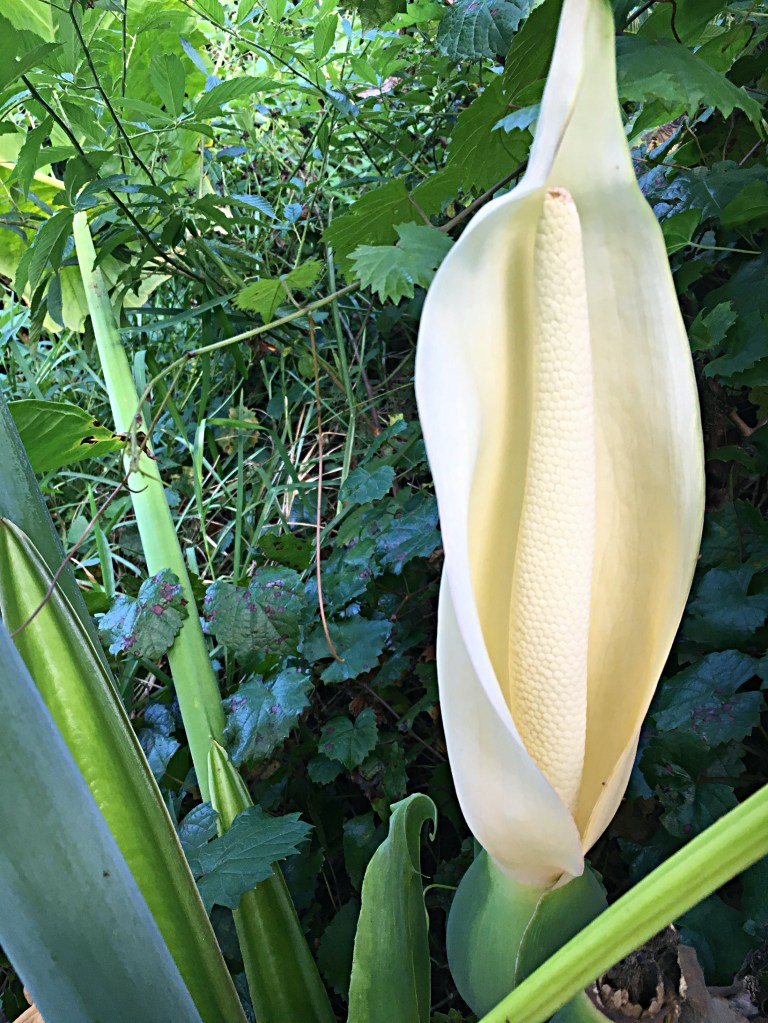 flower of the elephant ear plant
