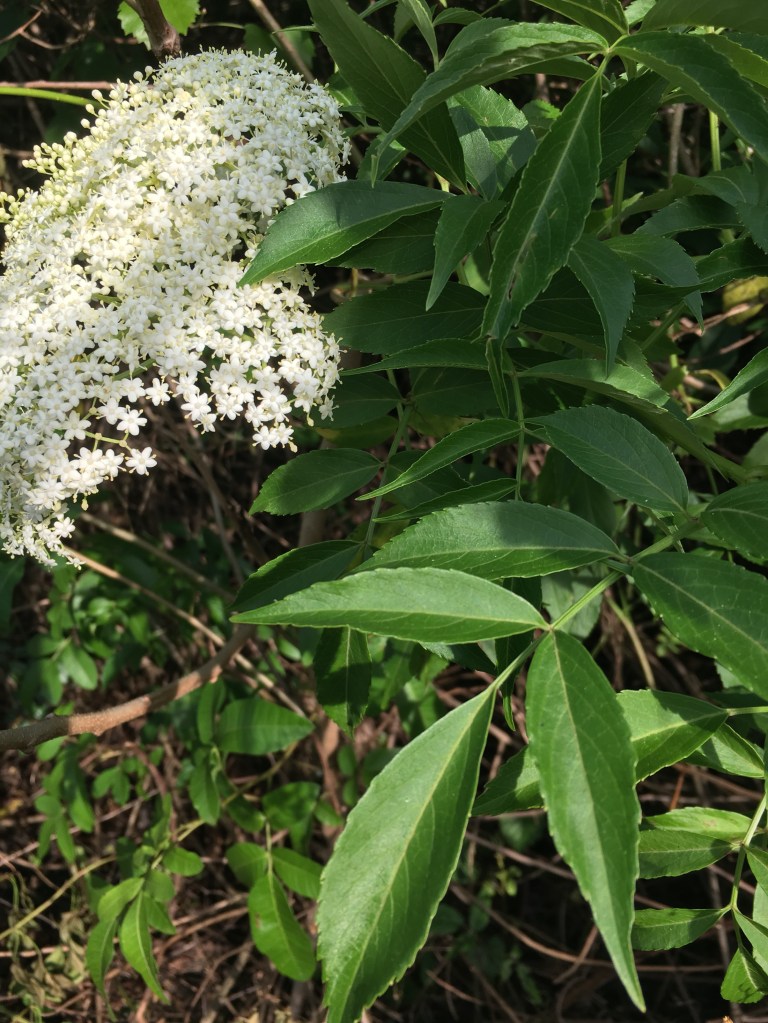 Elderberry leaves and flower head