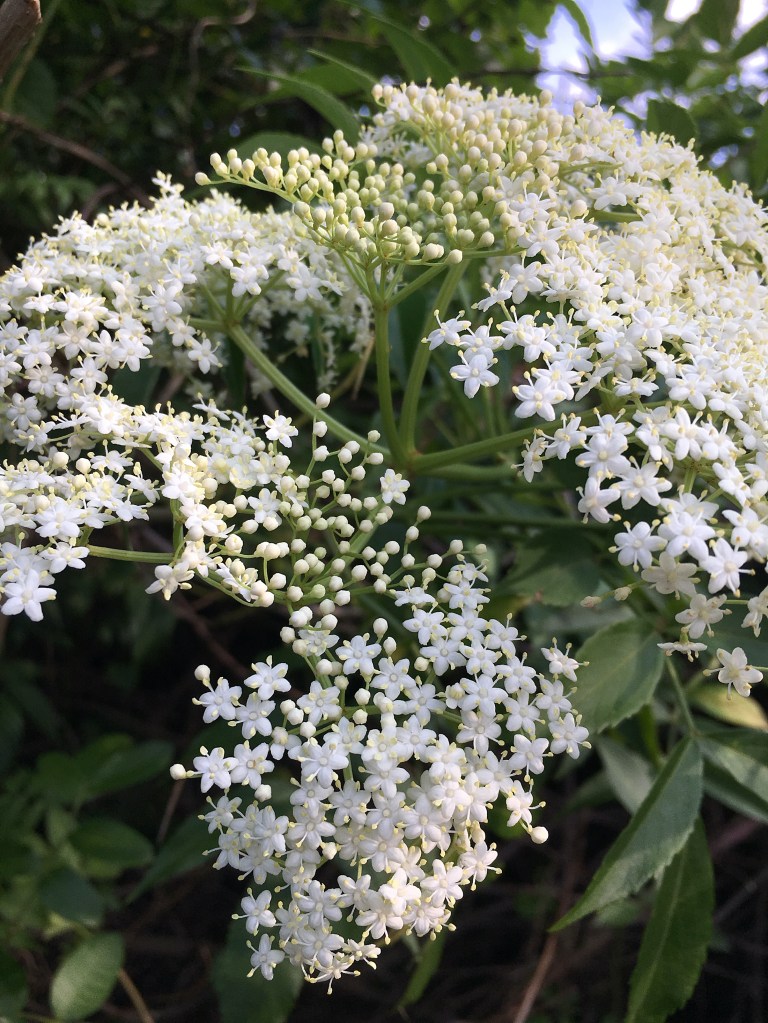 White flowers of the Florida Elderberry