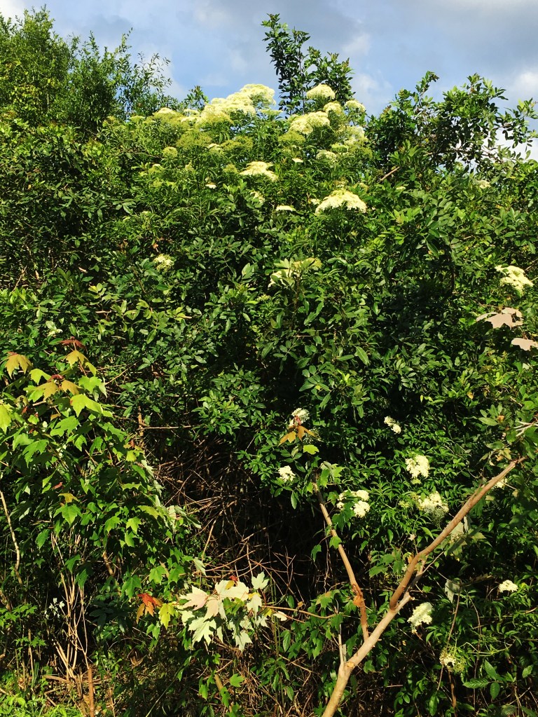 flowering Elderberry in woods