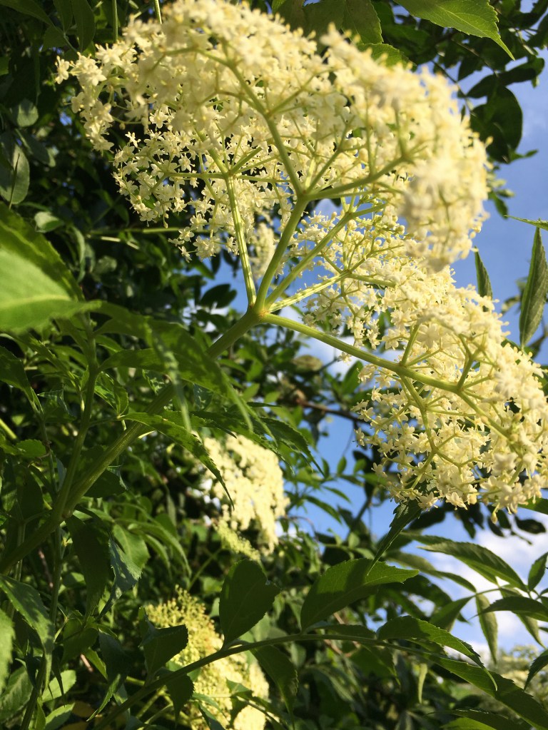 Elderberry flowers