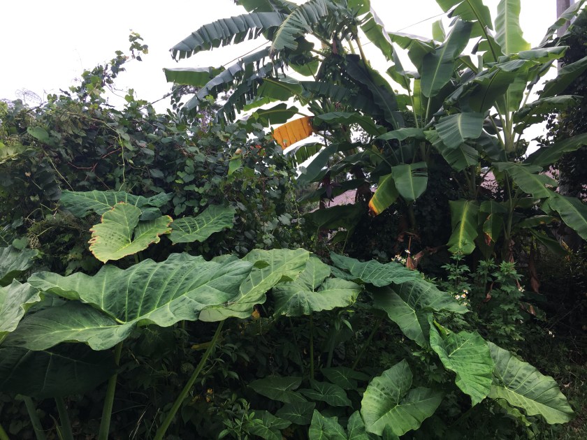 banana trees and elephant ears