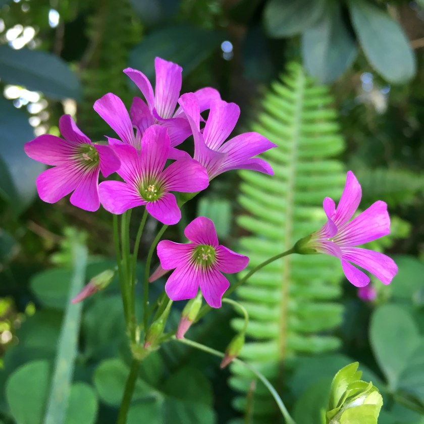 dark pink clover flowers pink sorrel