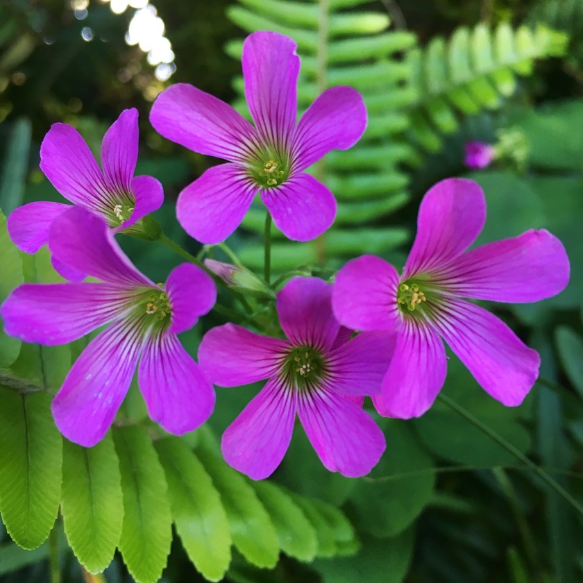 clover flowers pink wood sorrel