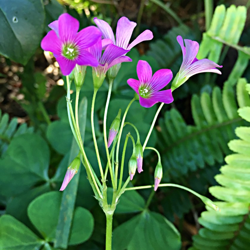 Flower cluster of pink wood sorrel